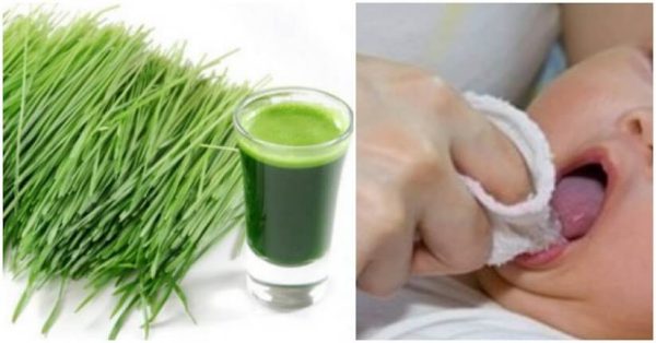 Lá hẹ có tác dụng kích thích mọc răng vô cùng hiệu quả và cực lành tính