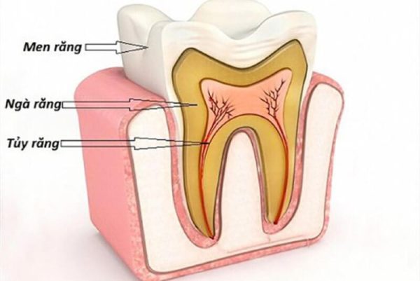 Tủy răng là một mô mềm rất quan trọng trong quá trình phát triển của răng. Chứa hệ thống mạch máu và dây thần kinh quan trọng.